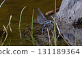 Blue-and-white dragonfly and other damselflies 131189364