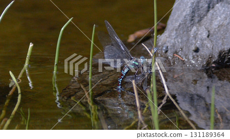 Blue-and-white dragonfly and other damselflies 131189364