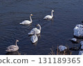 Great swans 131189365