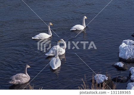 Great swans 131189365