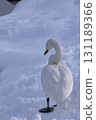 Whooper swan winter snow 131189366
