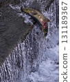 Salmon swimming upstream jumping 131189367