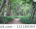 Grassy walking path in autumn forest 131189369