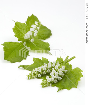 Shiso leaves placed on a white background 131189530