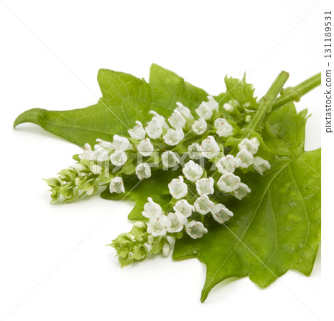 Shiso leaves placed on a white background Shiso leaves placed on a white background 131189531