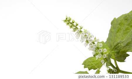 Shiso leaves placed on a white background Shiso leaves placed on a white background 131189533