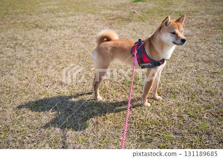 柴犬站在乾燥的草地上 131189685