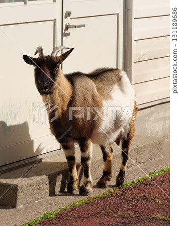 笑吐噶喇羊 131189686