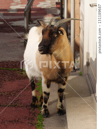 Laughing Tokara Goat 131189687