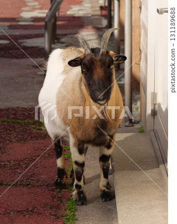 笑吐噶喇羊 131189688