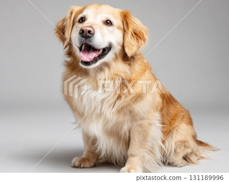 Golden retriever sitting portrait with happy expression 131189996