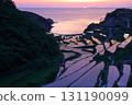 Rice terraces in Hamanoura "100 selections of rice terraces in Japan" [Genkai Town, Saga Prefecture] 131190099