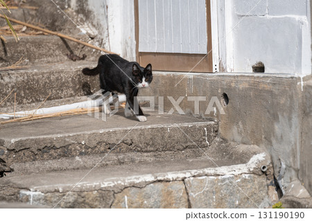 Walking cat black and white cat Walking cat black and white cat 131190190