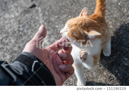 Kitten biting someone's finger Kitten biting someone's finger 131190329