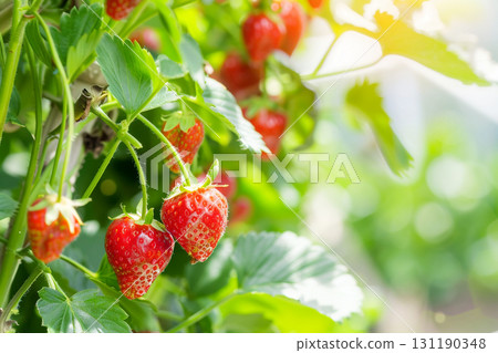成熟草莓，可供採摘 131190348