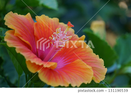 橙色漸層芙蓉花 131190539