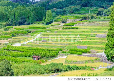 福岡縣八女市志刈初秋的梯田 福岡縣八女市志刈初秋的梯田 131190564