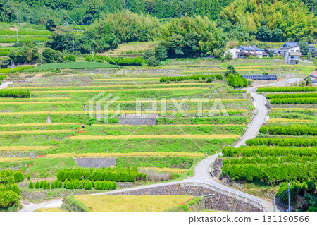 Early autumn rice terraces in Shikari, Yame City, Fukuoka Prefecture Early autumn rice terraces in Shikari, Yame City, Fukuoka Prefecture 131190566
