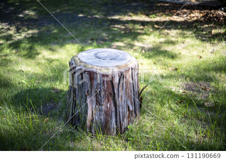 stump forest forest mountain care stump forest forest mountain care 131190669