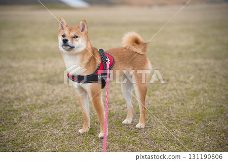 Noble Standing Shiba Inu Noble Standing Shiba Inu 131190806