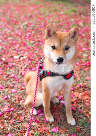 柴犬幼犬和春天的色彩 柴犬幼犬和春天的色彩 131190807