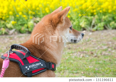 Shiba Inu with Yellow Flowers 131190811