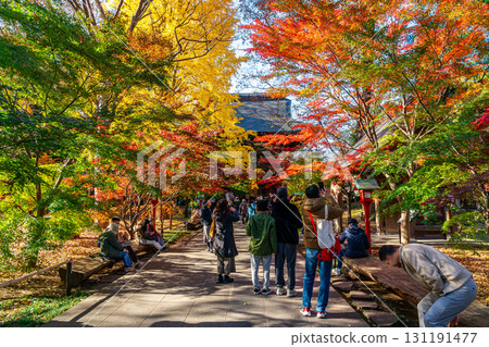 [Tokyo] Beautiful autumn foliage at the temple gate of Kuhonbutsu Joshinji Temple 131191477