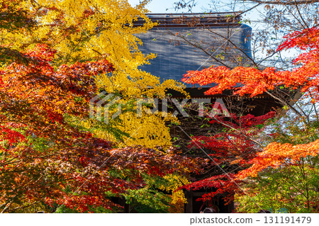 [東京]九本佛淨心寺山門的紅葉美景 131191479