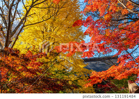 [Tokyo] Beautiful autumn foliage at the temple gate of Kuhonbutsu Joshinji Temple 131191484