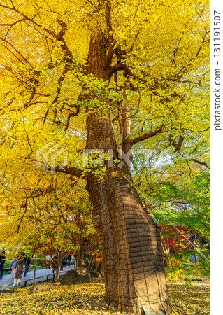 [Tokyo] Kuhonbutsu Joshinji Temple: Beautiful Ginkgo Trees Covering the Sky 131191507