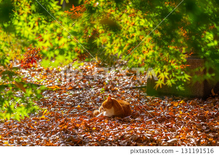 [Tokyo] A cat at Kuhonbutsu Joshinji Temple with beautiful autumn leaves 131191516