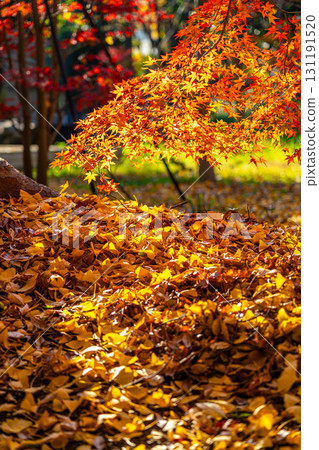 [東京]九本佛淨心寺的美麗秋葉 131191520