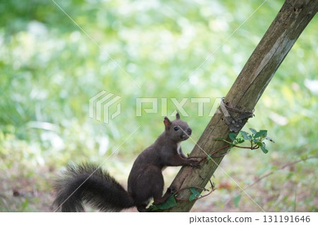 Ezo squirrel climbing a tree 131191646