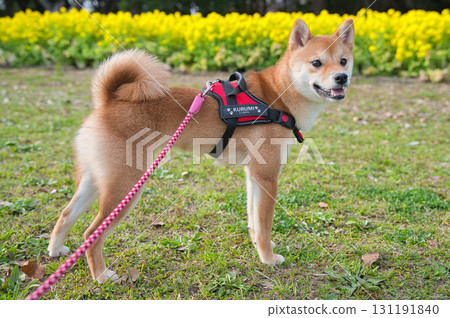 柴犬站在盛開的花園裡 131191840