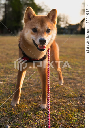 Shiba Inu in Gentle Sunlight 131191844
