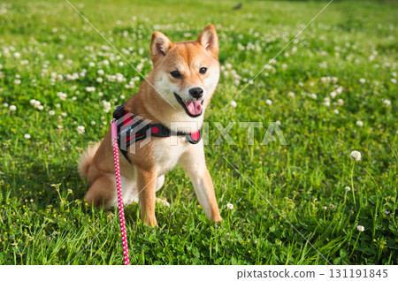 Shiba Inu Joy Blending with Nature 131191845