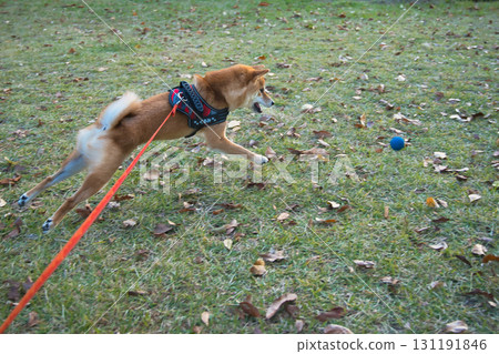 柴犬追球 柴犬追球 131191846