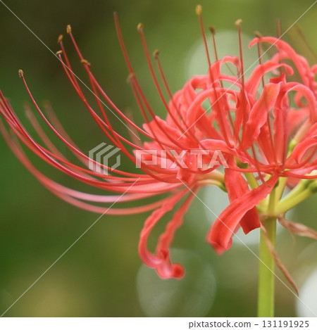 Cluster amaryllis sparkling background bokeh 131191925