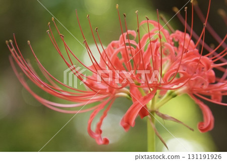 Cluster amaryllis sparkling background bokeh Cluster amaryllis sparkling background bokeh 131191926