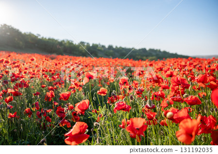 Red poppy field with blue sky and green grass. 131192035