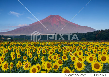 Sunflower fields in full bloom at Hana no Miyako Park in Yamanakako Village, Minamitsuru District, Yamanashi Prefecture, with Mount Fuji red and blue skies bathed in the morning sun 131192071