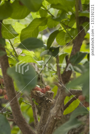 European yew 131192121