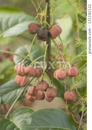 誠陽真由美 131192122