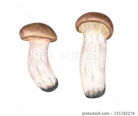 King oyster mushrooms watercolor illustration clip art on isolated background. Hand painted East Asian edible trumpet eryngii for culinary blogs, vegan recipes, organic food packaging. King oyster mushrooms watercolor illustration clip art on isolated background. Hand painted East Asian edible trumpet eryngii for culinary blogs, vegan recipes, organic food packaging. 131192274