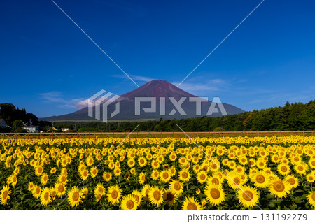 山梨縣南都留郡山中湖村的花之都公園盛開的向日葵田,藍天映襯下的富士山 山梨縣南都留郡山中湖村的花之都公園盛開的向日葵田,藍天映襯下的富士山 131192279