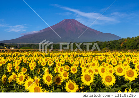 山梨縣南都留郡山中湖村的花之都公園盛開的向日葵田，藍天映襯下的富士山 131192280