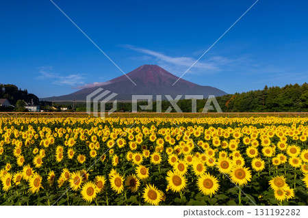 Sunflower fields in full bloom at Hana no Miyako Park in Yamanakako Village, Minamitsuru District, Yamanashi Prefecture, and Mount Fuji against the blue sky 131192282