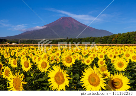 山梨縣南都留郡山中湖村的花之都公園盛開的向日葵田，藍天映襯下的富士山 131192283
