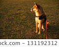 Shiba Inu Gazing at the Sunset 131192312