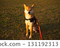 Squinting Shiba Inu 131192313